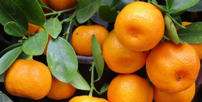 Mandarin: healthy fall fruit